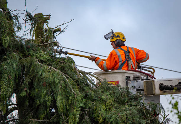 Best Utility Line Clearance  in Dover Beaches South, NJ