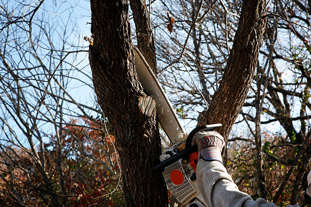 Best Leaf Removal  in Dover Beaches South, NJ