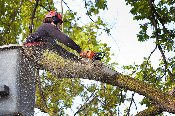 Best Commercial Tree Services  in Dover Beaches South, NJ