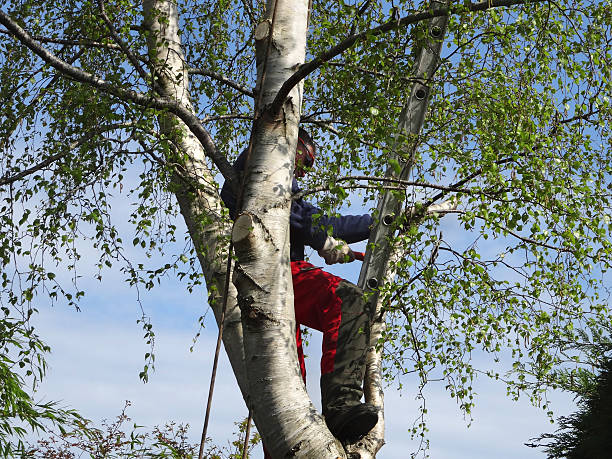 Best Tree Maintenance Programs  in Dover Beaches South, NJ